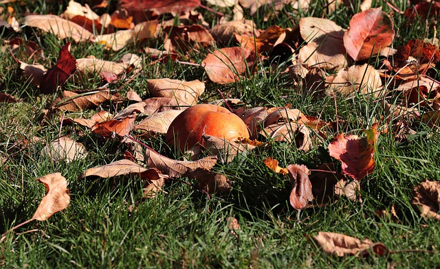 Hrabání listí na podzim je základní prací na podzimní zahradě